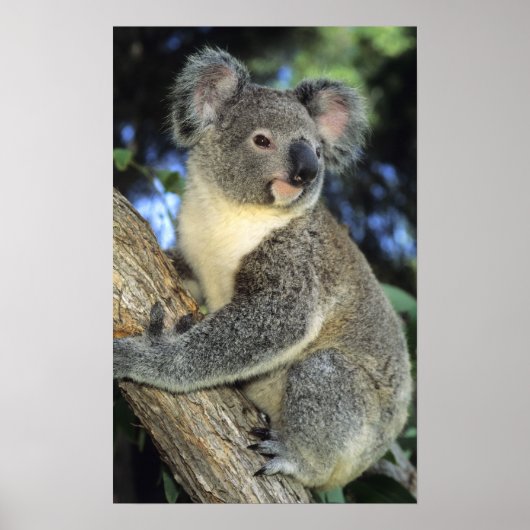 Koala, Phascolarctos cinereus), Australië Poster (Voorkant)