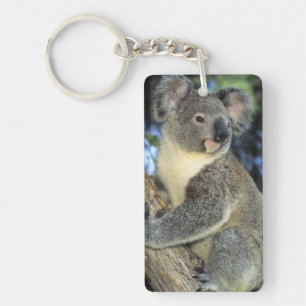 Koala, Phascolarctos cinereus), Australië, Sleutelhanger