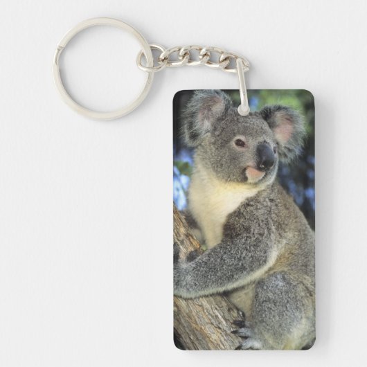 Koala, Phascolarctos cinereus), Australië, Sleutelhanger (Voorkant)