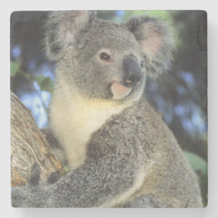 Koala, Phascolarctos cinereus), Australië Stenen Onderzetter