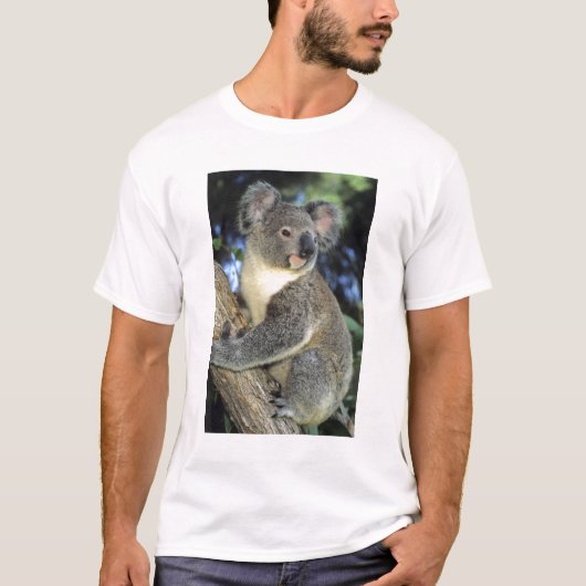 Koala, Phascolarctos cinereus), Australië, T-shirt (Voorkant)
