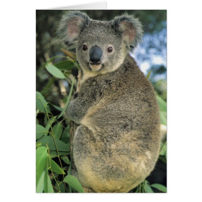 Koala, Phascolarctos cinereus), bedreigd, (Voorkant)