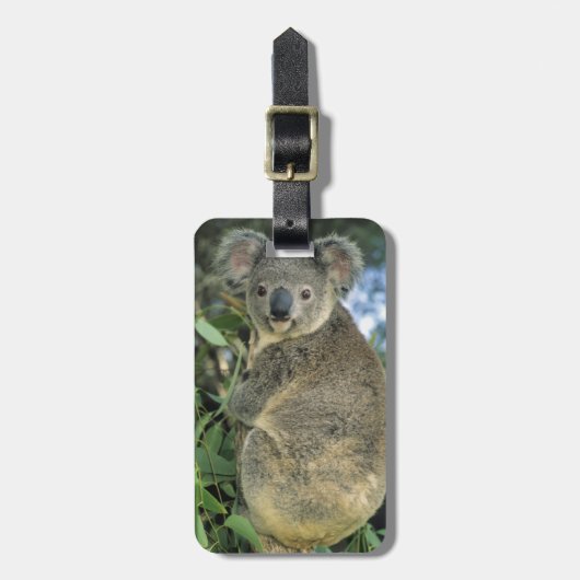 Koala, Phascolarctos cinereus), bedreigd, Bagagelabel (Voorkant verticaal)