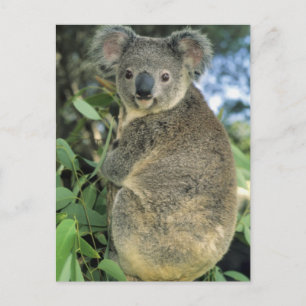 Koala, Phascolarctos cinereus), bedreigd, Briefkaart