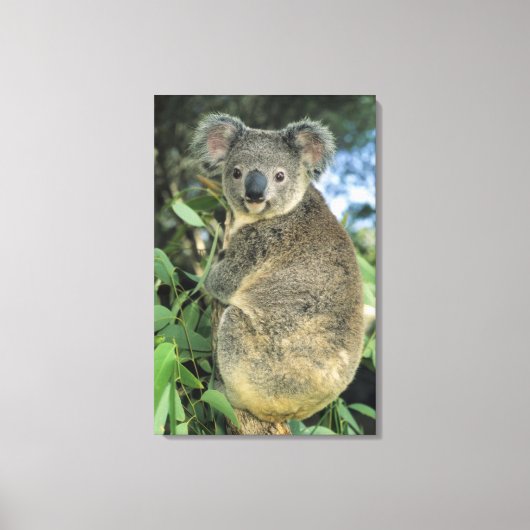 Koala, Phascolarctos cinereus), bedreigd, Canvas Afdruk (Voorkant)
