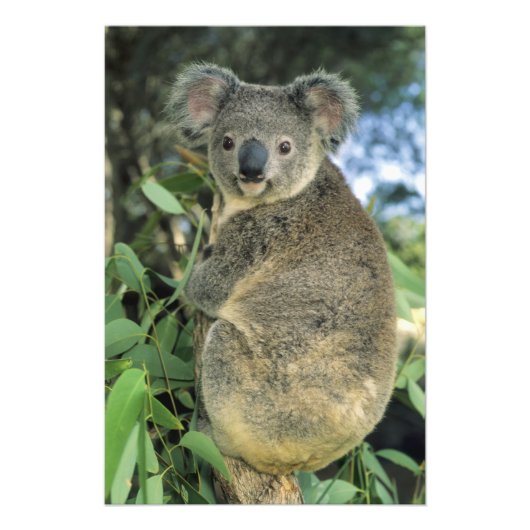 Koala, Phascolarctos cinereus), bedreigd, Foto Afdruk (Voorkant)