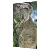 Koala, Phascolarctos cinereus), bedreigd, Klembord (Links)