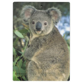 Koala, Phascolarctos cinereus), bedreigd, Klembord (Achterkant)