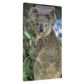 Koala, Phascolarctos cinereus), bedreigd, Klembord (Rechts)