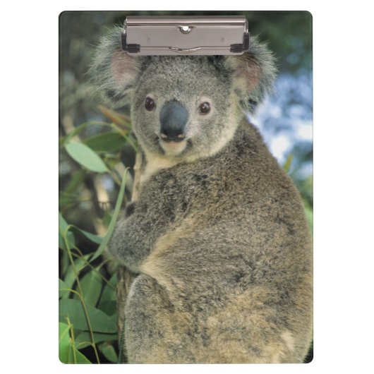 Koala, Phascolarctos cinereus), bedreigd, Klembord (Voorkant)