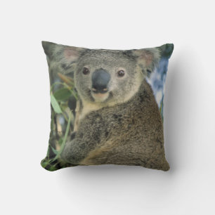 Koala, Phascolarctos cinereus), bedreigd, Kussen