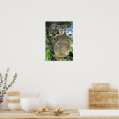 Koala, Phascolarctos cinereus), bedreigd, Poster (Keuken)