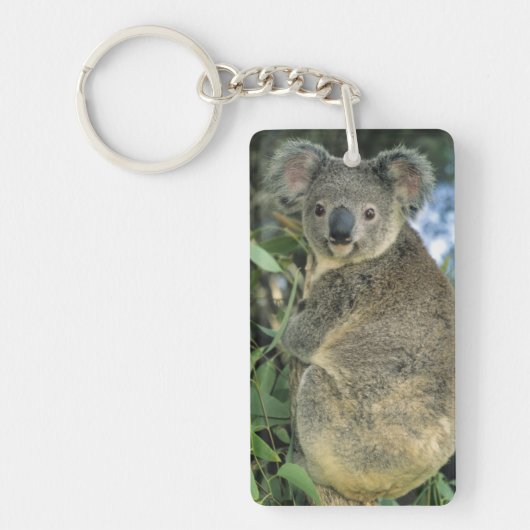 Koala, Phascolarctos cinereus), bedreigd, Sleutelhanger (Voorkant)