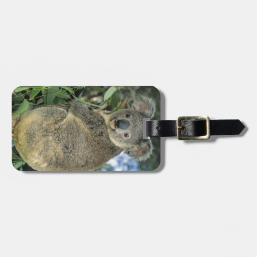Koala, Phascolarctos cinereus), endangered; Bagagelabel (Voorkant horizontaal)