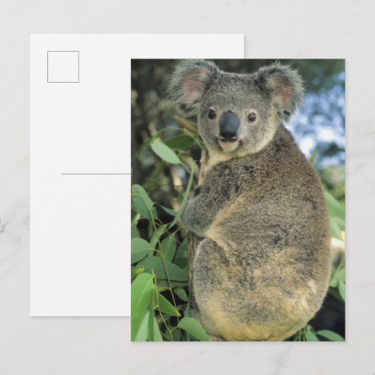 Koala, Phascolarctos cinereus), endangered; Briefkaart (Voorkant / Achterkant)