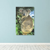 Koala, Phascolarctos cinereus), endangered; Canvas Afdruk (Insitu (Houten vloer))