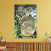 Koala, Phascolarctos cinereus), endangered; Canvas Afdruk (Insitu (Woonkamer))