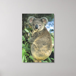 Koala, Phascolarctos cinereus), endangered; Canvas Afdruk