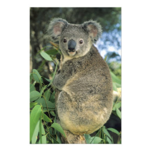Koala, Phascolarctos cinereus), endangered; Foto Afdruk