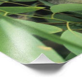 Koala, Phascolarctos cinereus), endangered; Foto Afdruk (Hoek)