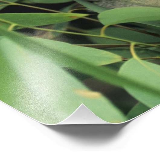 Koala, Phascolarctos cinereus), endangered; Foto Afdruk (Hoek)