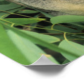 Koala, Phascolarctos cinereus), endangered; Poster (Hoek)