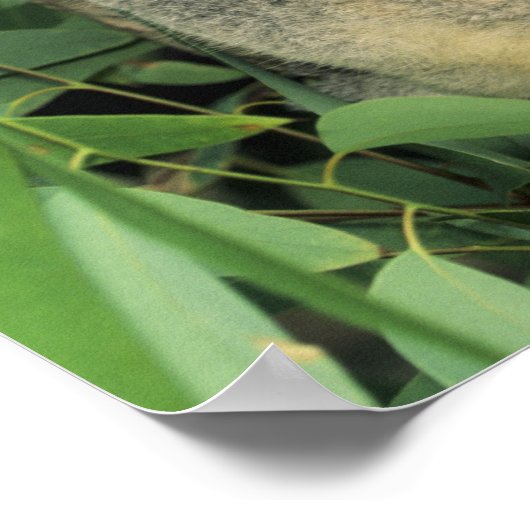 Koala, Phascolarctos cinereus), endangered; Poster (Hoek)