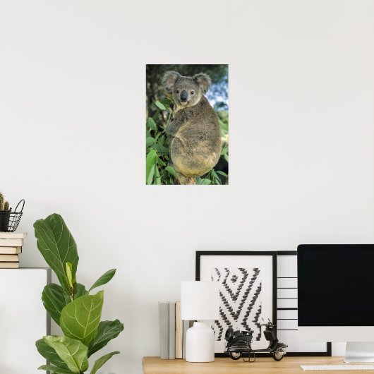 Koala, Phascolarctos cinereus), endangered; Poster (Thuiskantoor)