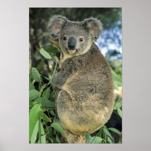 Koala, Phascolarctos cinereus), endangered; Poster (Voorkant)