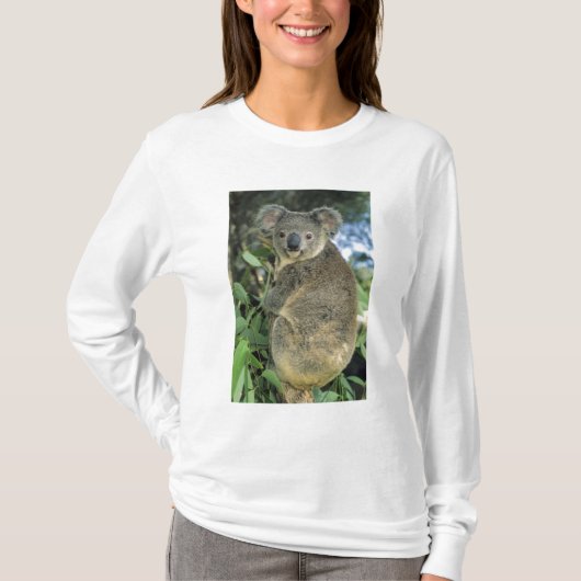 Koala, Phascolarctos cinereus), endangered; T-shirt (Voorkant)