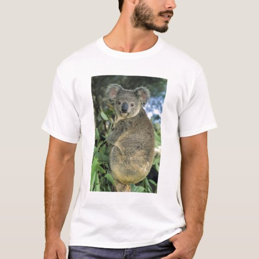Koala, Phascolarctos cinereus), endangered; T-shirt (Voorkant)