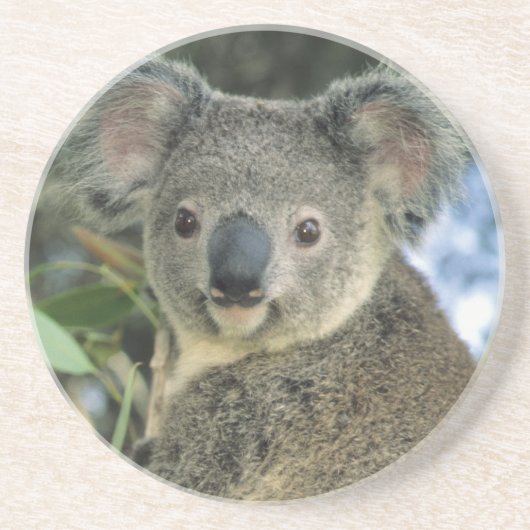 Koala, Phascolarctos cinereus), endangered; Zandsteen Onderzetter (Voorkant)
