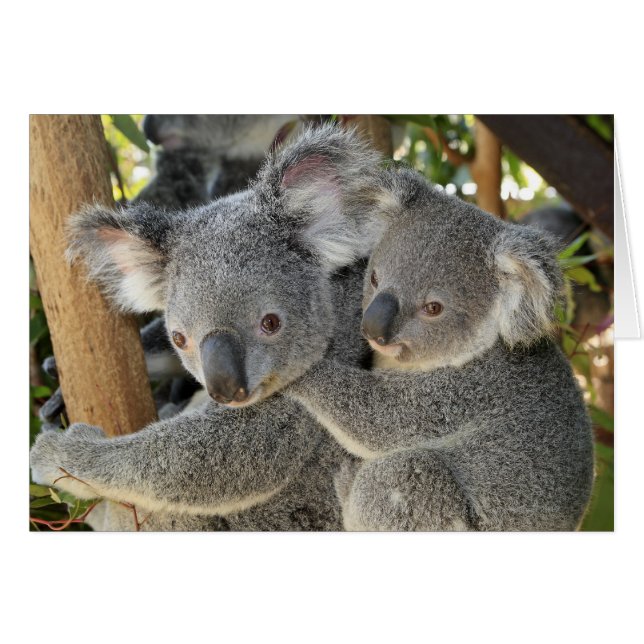 Koala Phascolarctos cinereus Queensland (Voorkant Horizontaal)