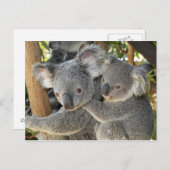 Koala Phascolarctos cinereus Queensland Briefkaart (Voorkant / Achterkant)