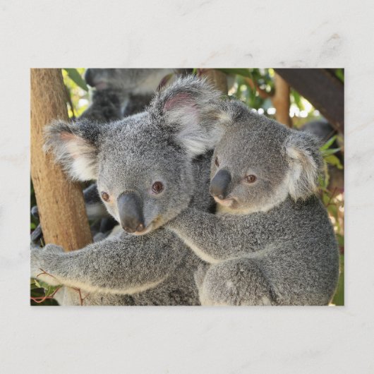 Koala Phascolarctos cinereus Queensland Briefkaart (Voorkant)