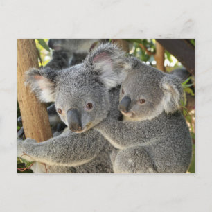 Koala Phascolarctos cinereus Queensland Briefkaart