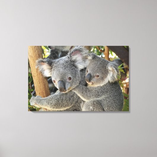 Koala Phascolarctos cinereus Queensland Canvas Afdruk (Voorkant)