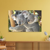 Koala Phascolarctos cinereus Queensland Canvas Afdruk (Insitu (Woonkamer))
