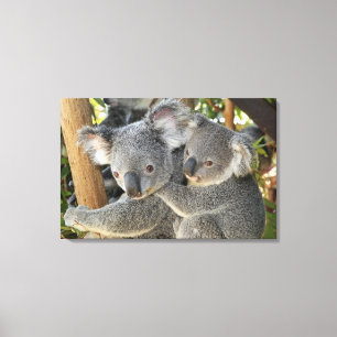 Koala Phascolarctos cinereus Queensland Canvas Afdruk
