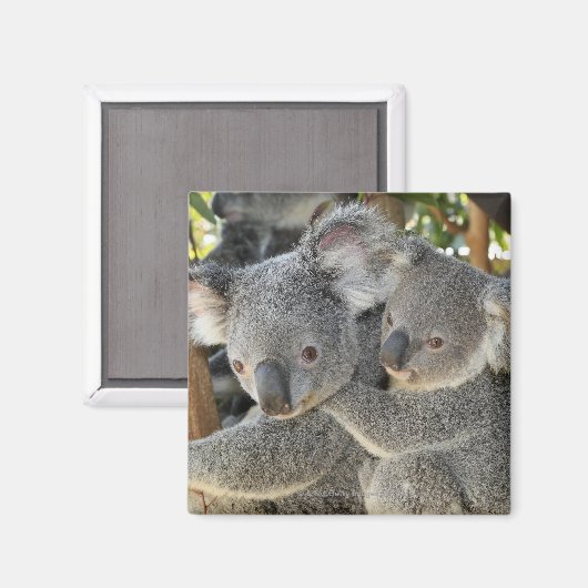 Koala Phascolarctos cinereus Queensland Magneet (Voorkant / Achterkant)