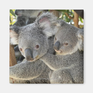 Koala Phascolarctos cinereus Queensland Magneet