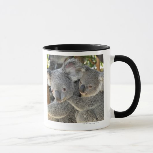 Koala Phascolarctos cinereus Queensland Mok (Rechts)