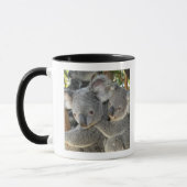 Koala Phascolarctos cinereus Queensland Mok (Links)