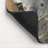 Koala Phascolarctos cinereus Queensland Muismat (Hoek)