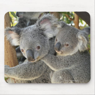 Koala Phascolarctos cinereus Queensland Muismat