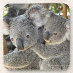 Koala Phascolarctos cinereus Queensland Onderzetter