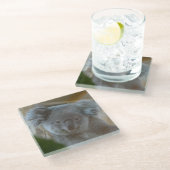 Koala Portrait Coaster Glazen Onderzetter (Schuin)