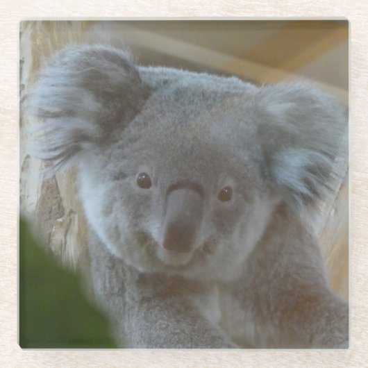 Koala Portrait Coaster Glazen Onderzetter (Voorkant)