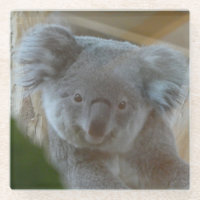 Koala Portret Onderzetter