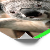 Koala Poster (Hoek)
